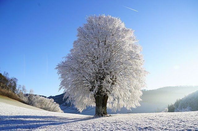 Frozen Tree in Winter