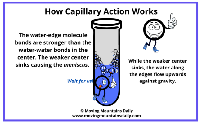 How capillary action works to feed plants.