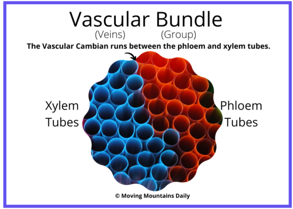 Vascular Bundle made with straws