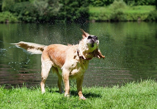 Shaking Dog removes cohesive water molecules!