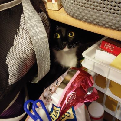 Cat hiding in pantry that needs organization!