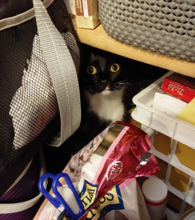 Cat hiding in pantry that needs organization!