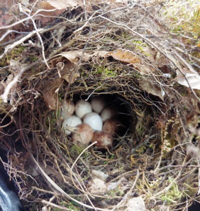 Wren's nest with 9 eggs