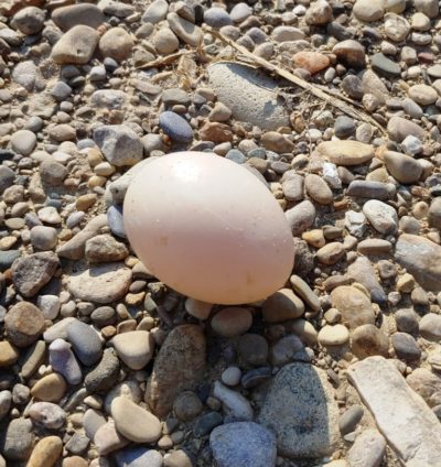 Large pink egg on river bed