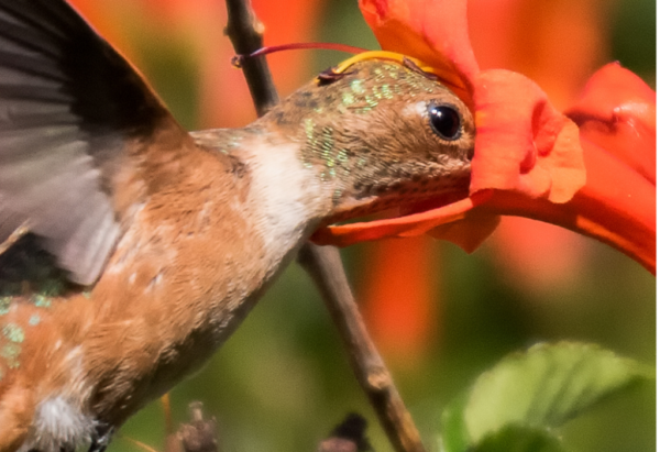 Angiosperm Hummingbird Pollinator