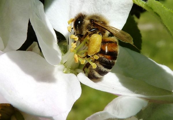 Flower pollen