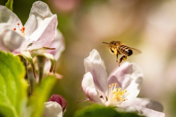 Pollinator in Flight