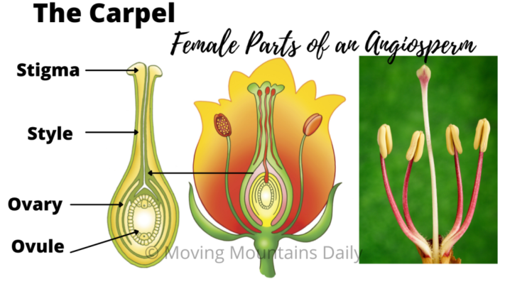 The Carpel Angiosperm Female Flower Parts