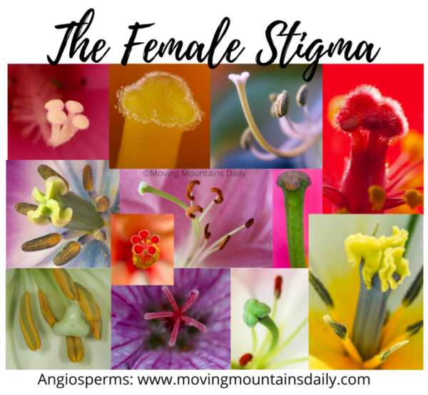 Photos of the female stigma in a flower
