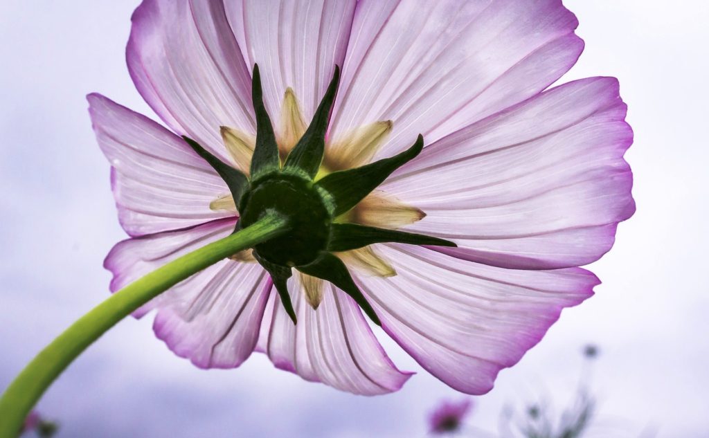 The sepals and corolla of a flower