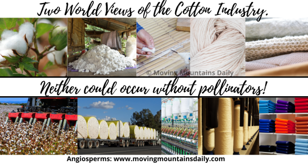 Cotton would not exist without pollinators!