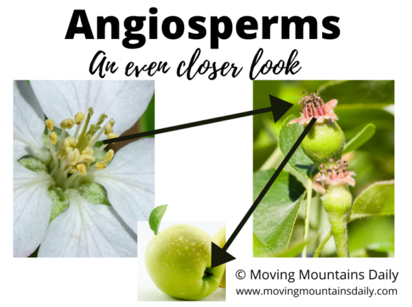 Angiosperms A Closer Look at Development