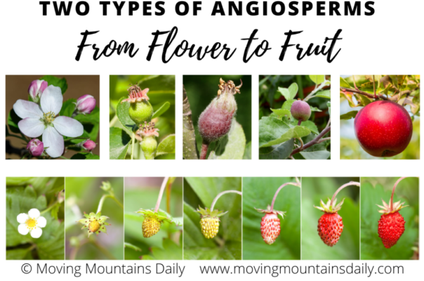 Angiosperm: From Flower to Fruit