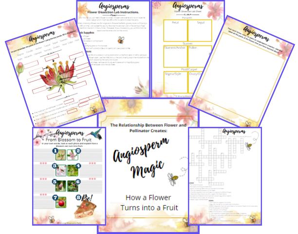 Angiosperm Lab and Worksheet Set