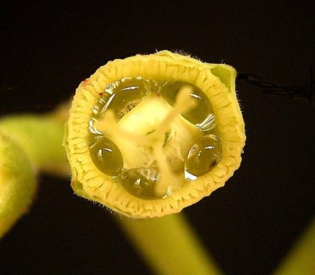 Nectaries at the base of a flower. From Wikimedia Commons.